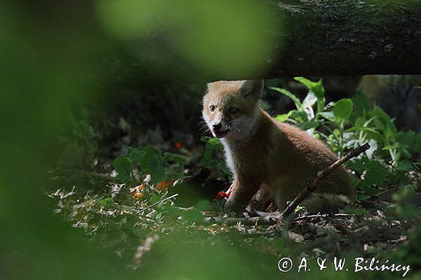 lis, vulpes vilpes, szczenię