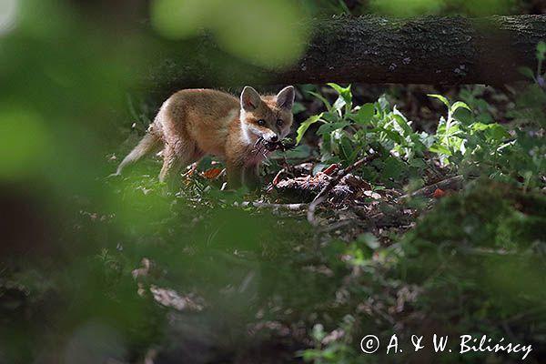 lis, vulpes vilpes, szczenię