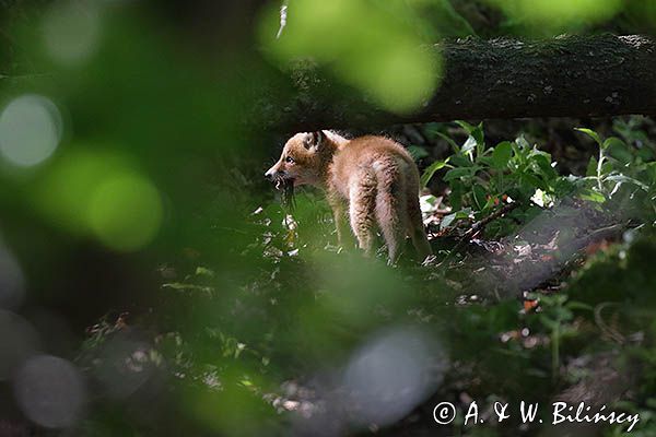 lis, vulpes vilpes, szczenię