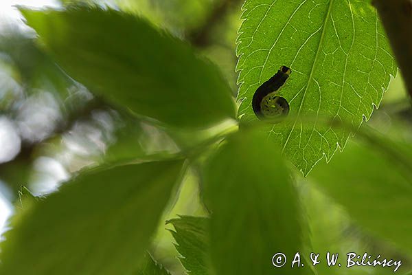 gąsienica Macrophya alboannulata, Brosznica bzowa, rośliniarki Symphyta, na czarnym bzie