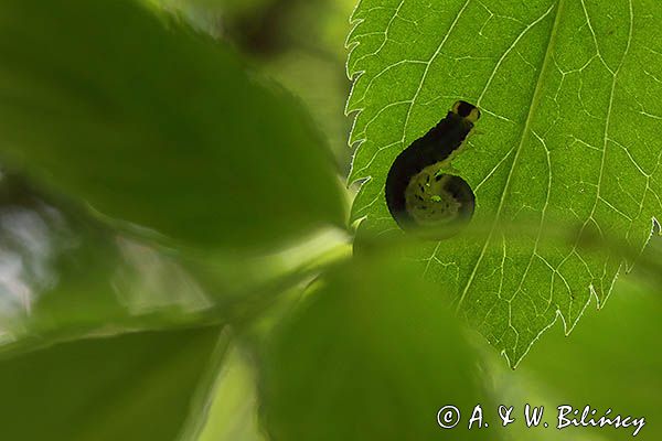 gąsienica Macrophya alboannulata, Brosznica bzowa, rośliniarki Symphyta, na czarnym bzie