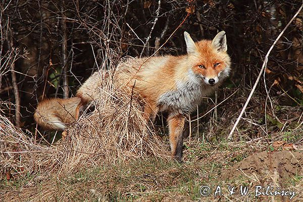 lis Vulpes vulpes, znakowanie terenu