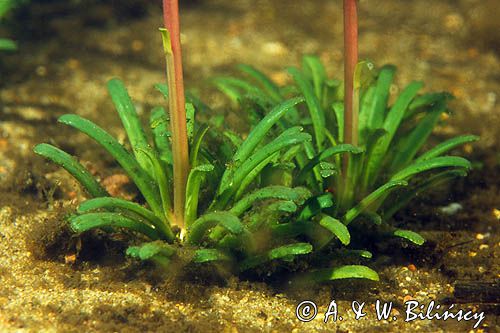 lobelia jeziorna Lobelia dortmanna