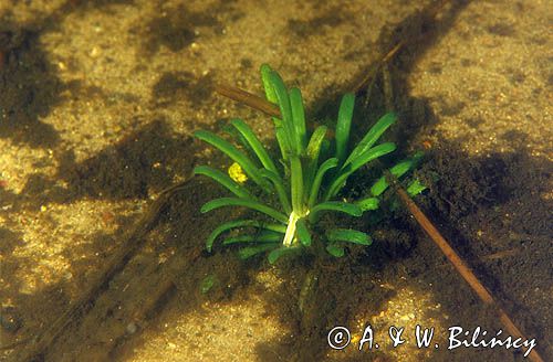 lobelia jeziorna Lobelia dortmanna