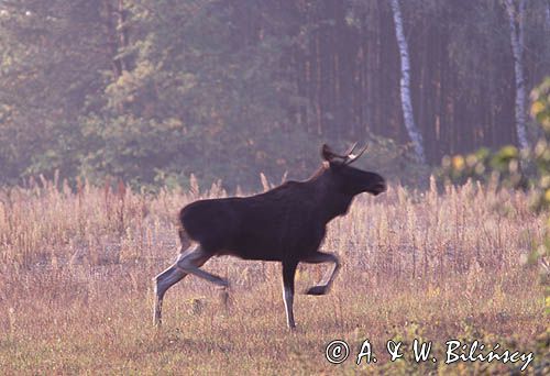 łoś samiec