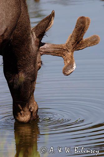 łoś, samiec z rogami w scypule, Alces alces