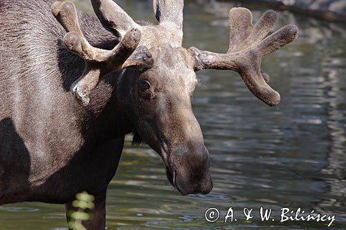 łoś, samiec z rogami w scypule, Alces alces