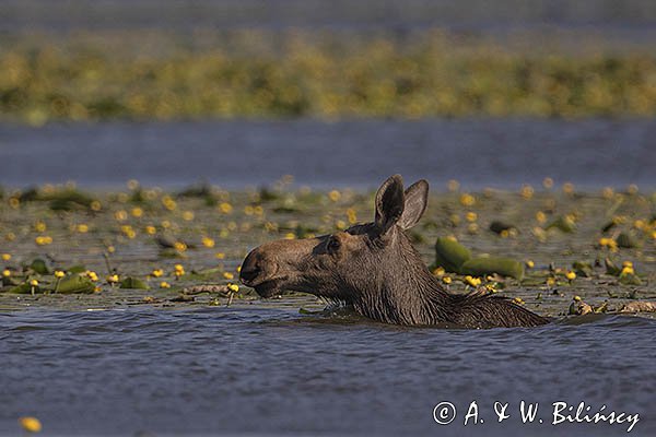 Łoś, Alces alces