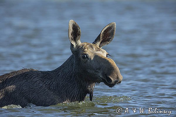 Łoś, Alces alces