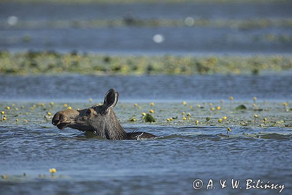 Łoś, Alces alces