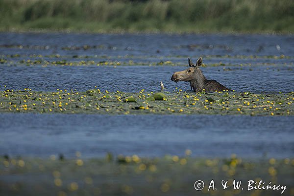 Łoś, Alces alces