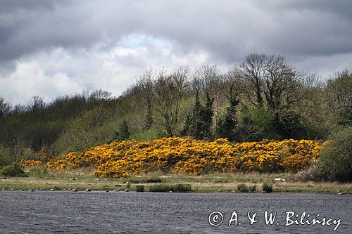 Lough Boderg, rejon Górnej Shannon, Irlandia