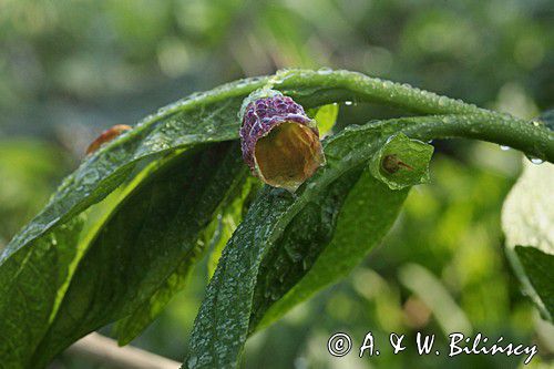 Lulecznica kraińska, Scopolia carniolica