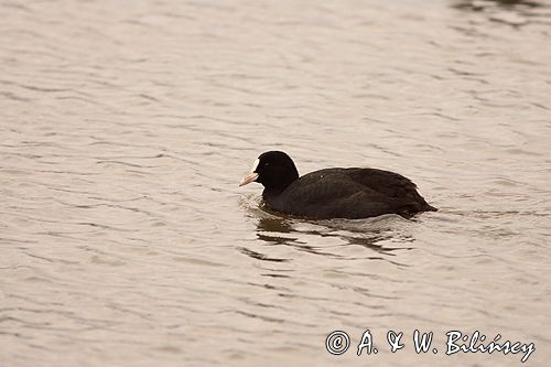 łyska Fulica atra