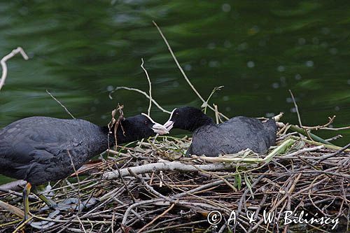 łyska Fulica atra na gnieździe