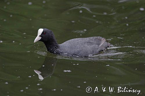 łyska Fulica atra