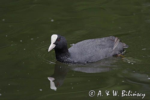 łyska Fulica atra