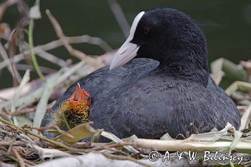 łyska Fulica atra na gnieździe