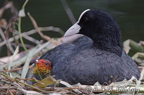 łyska Fulica atra na gnieździe