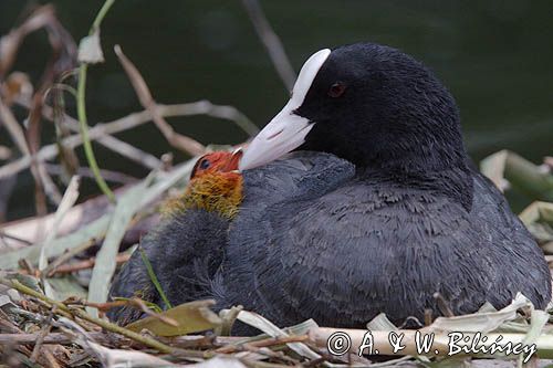 łyska Fulica atra na gnieździe