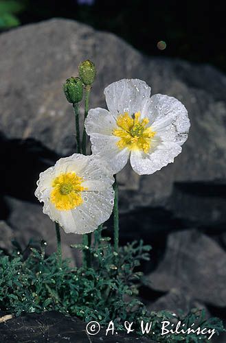 mak alpejski Papaver alpinum