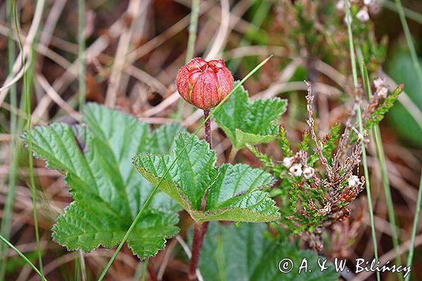 Malina moroszka, Rubus chamaemorus