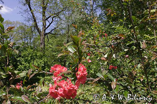 Baranów Sandomierski, park, ozdobny krzew rajska jabłonka malus sp.