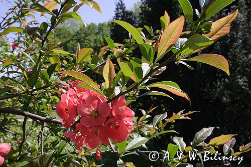 Baranów Sandomierski, park, ozdobny krzew rajska jabłonka malus sp.