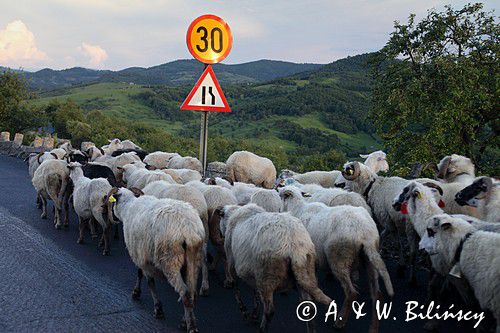 przepęd owiec, Maramuresz, Rumunia