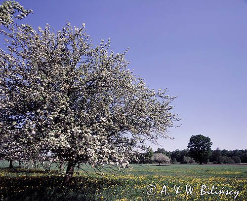 wiosna na Mazowszu, kwitnące drzewo