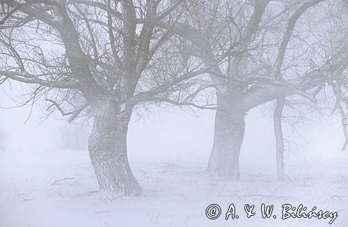 Mazowsze, wierzby przydrożne w śnieżycy, zamieci i mgle