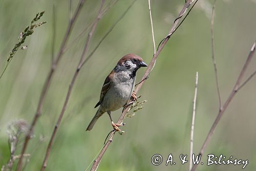 mazurek Passer montanus) wróbel mazurek