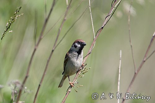 mazurek Passer montanus) wróbel mazurek