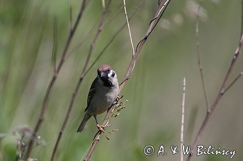 mazurek Passer montanus) wróbel mazurek