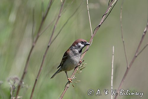 mazurek Passer montanus) wróbel mazurek