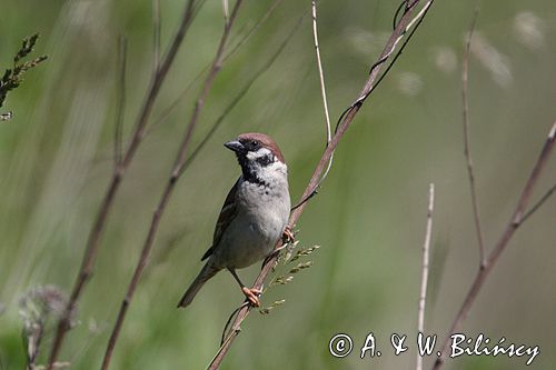 mazurek Passer montanus) wróbel mazurek