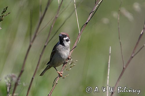 mazurek Passer montanus) wróbel mazurek