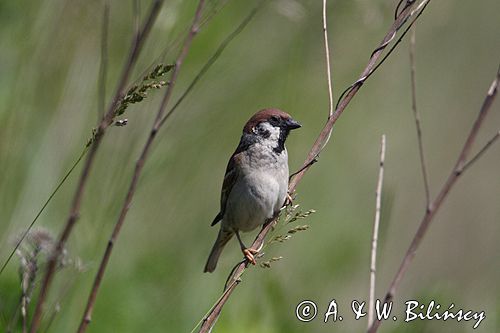 mazurek Passer montanus) wróbel mazurek