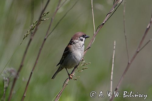 mazurek Passer montanus) wróbel mazurek