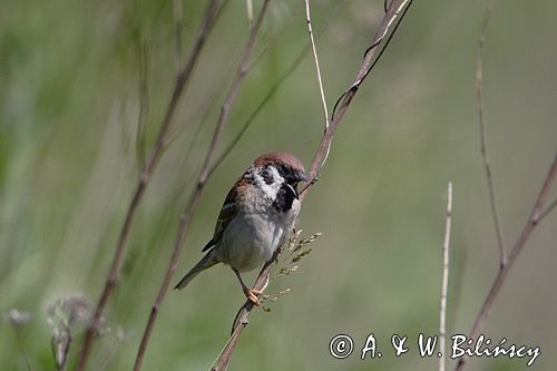 mazurek Passer montanus) wróbel mazurek