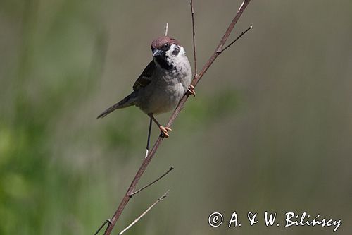 mazurek Passer montanus) wróbel mazurek