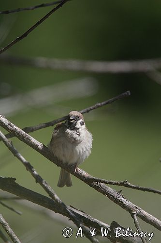 mazurek Passer montanus) wróbel mazurek