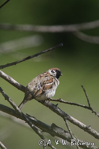 mazurek Passer montanus) wróbel mazurek