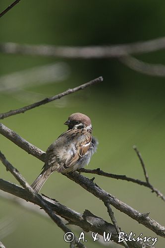 mazurek Passer montanus) wróbel mazurek