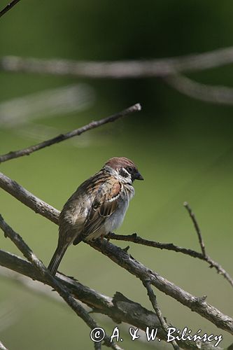 mazurek Passer montanus) wróbel mazurek