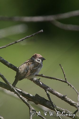 mazurek Passer montanus) wróbel mazurek