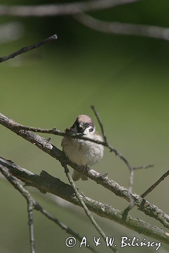 mazurek Passer montanus) wróbel mazurek