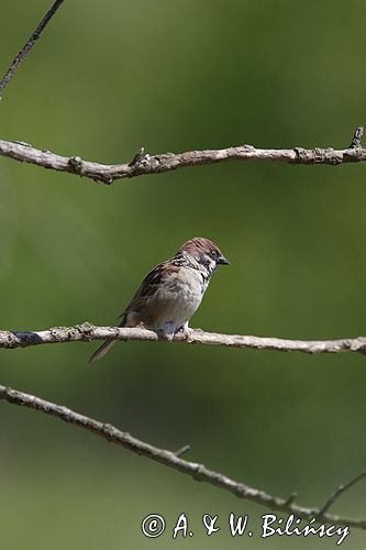 mazurek Passer montanus) wróbel mazurek