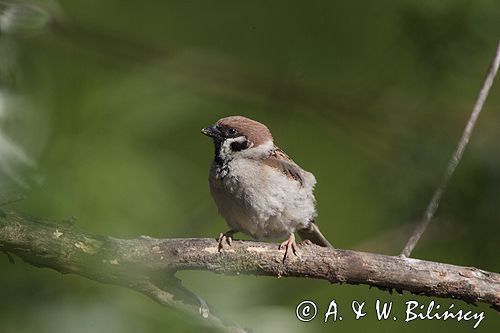 mazurek Passer montanus) wróbel mazurek