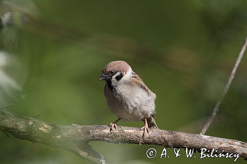 mazurek Passer montanus) wróbel mazurek